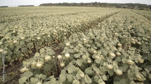 shooting a sunflower with air.