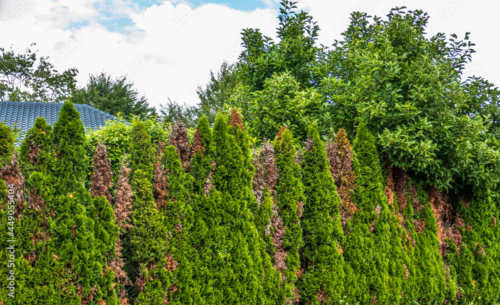 Obraz premium Schäden an einer Thuja Hecke