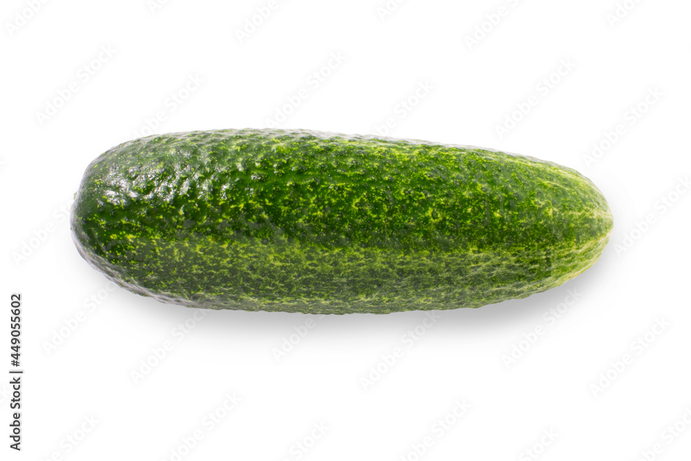 Cucumber green speckled isolated on a white background.Fresh bright vegetable on a white background. Cucumber green speckled isolated on a white background.Fresh bright vegetable on a white background.