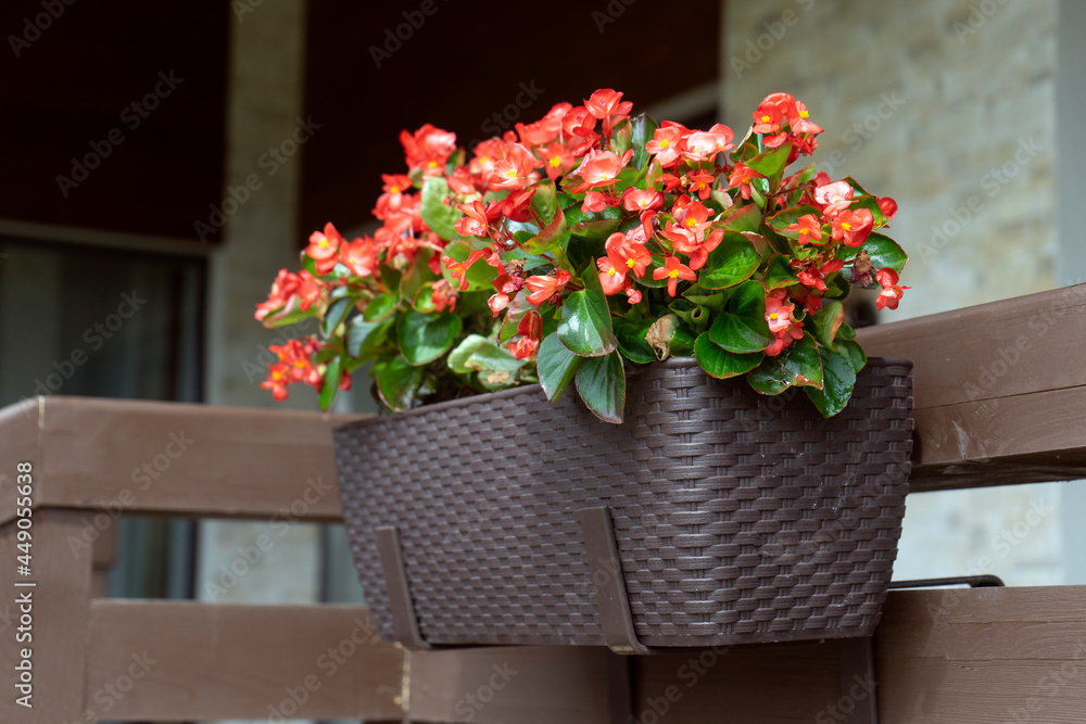 Beautiful bright red begonia flowers in the pot on the home terrace