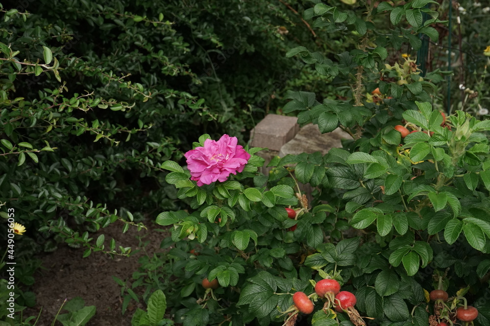 flowers in the garden flowers in the garden