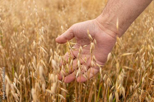 A man's hand gently touches the golden ripe ears of oats on the oat field. Harvest time. Selective focus.