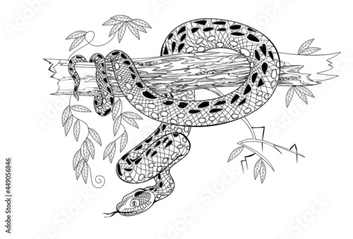 Illustration of a dangerous anaconda snake on tree branch. Black and white page for coloring book. Drawing for print, logo, tattoo, jewelry, decoration. Printable sheet for coloring and meditation.