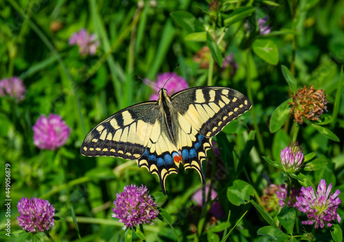 Papilio machaon butterfly, also called as Old World Swallowtail, on meadow with flowering clover © Milos