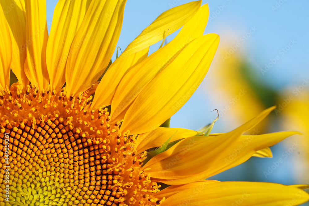 Sunflower natural background. Sunflower blooming. Close-up of sunflower. Sunflower natural background. Sunflower blooming. Close-up of sunflower.