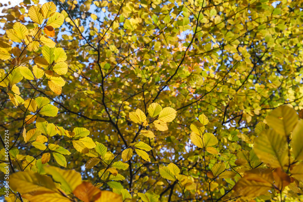 Beech trees autumnal foliage Beech trees autumnal foliage