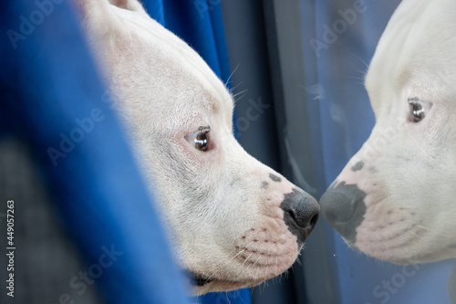 The white bull terrier is looking from a window at bus.