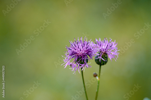 Photo of two cornflowers on blurred background.
