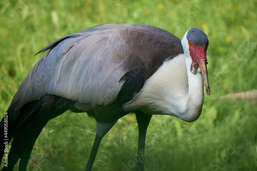 Portrait of the wattled crane (Grus carunculata) in the nature
