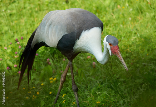 Beautiful wattled crane in the spring meadow (Grus carunculata)