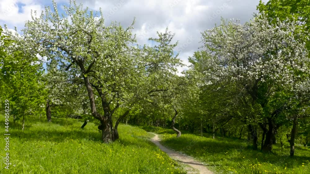 Aerial view on blooming apple trees in the spring garden.
Aerial view on blooming apple trees in the spring garden.