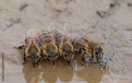 honey bees, Apis mellifera close up drinking water from a puddle