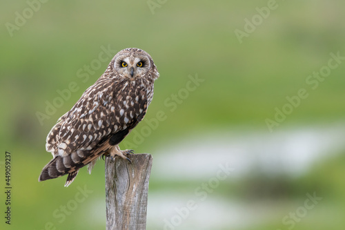 Short-eared owl Asio flammeus perched on wooden fence post in wetlands. France