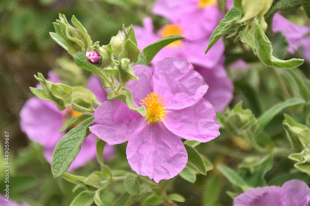 Obraz premium Zistrose