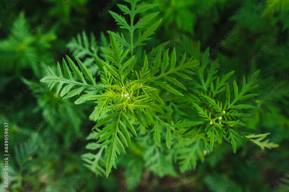 Background of green blooming ragweed, summer plant. Background of green blooming ragweed, summer plant.