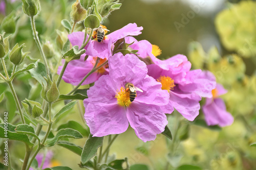 Zistrosen mit Bienen
