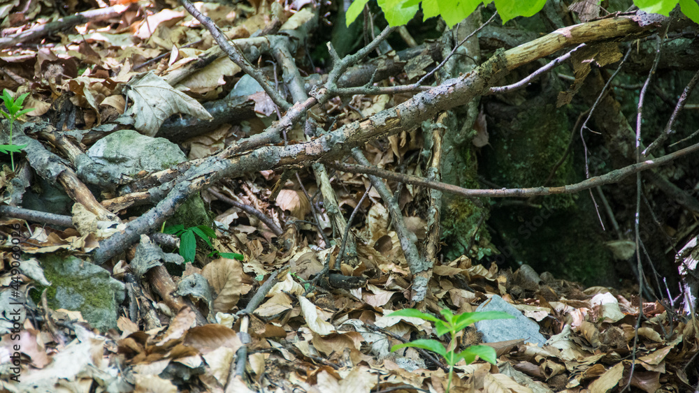 Suva Planina (The dry mountain), Serbia