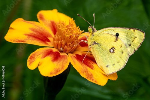 Clouded yellow butterfly (Colias croceus) on an orange  red marigold  flower photo