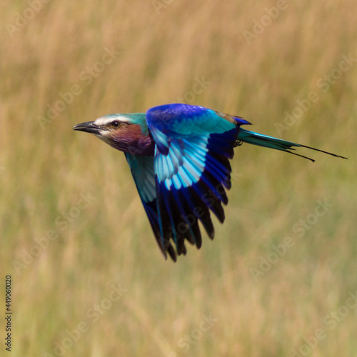 Lilac-breasted roller
