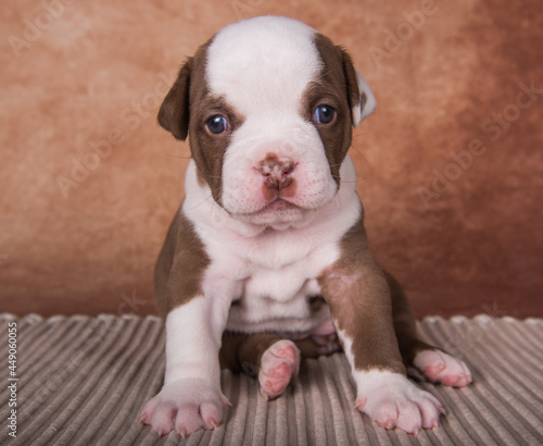 Funny American Bullies puppy on brown background