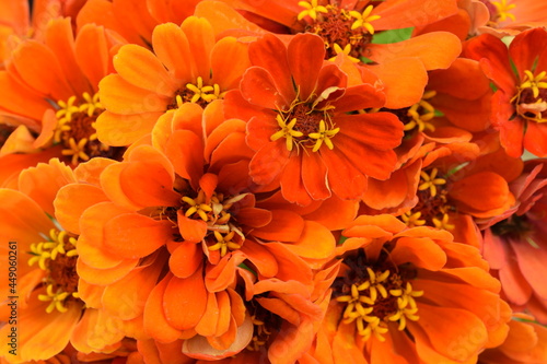 Orange zinnias bouquet, bunch of orange flowers for floral background with zinnias Fototapeta