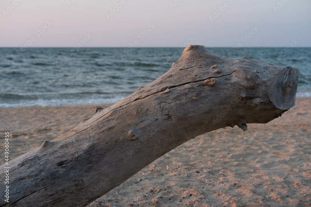 Large old weathered tree, driftwood on the beach against the background of the sea