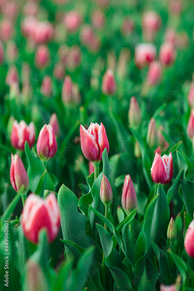 Spring background with pink tulips flowers. beautiful blossom tulips field. spring time. banner, copy space
