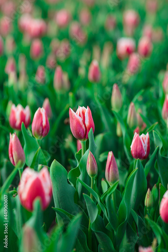 Obraz na płótnie Spring background with pink tulips flowers. beautiful blossom tulips field. spring time. banner, copy space w salonie