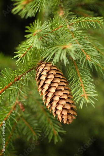 A big bump on a coniferous tree. A fir cone. A bump on a branch. Needles and a bump