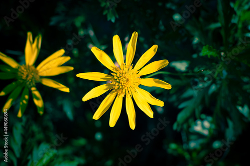 Close-up of a Euryops pectinatus  yellow daisy 