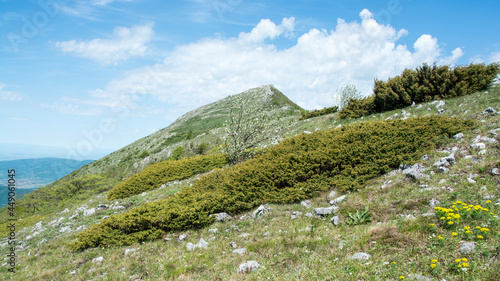 Beautiful landscape  Suva Planina  The dry mountain   Serbia