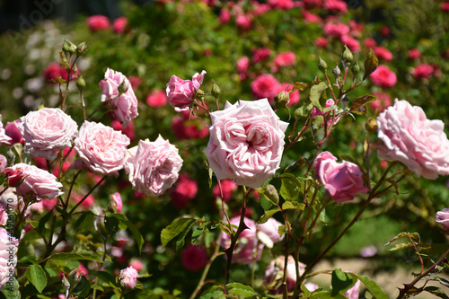 фотографія Rosa Rosen - Sorte Blossomtime