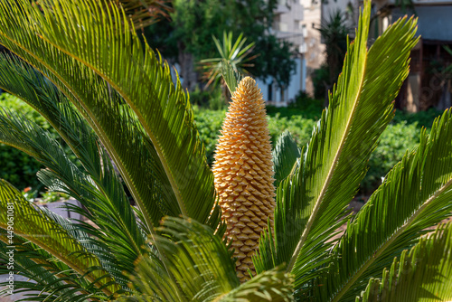Flower of cycad large pollen above a cyad sago palm photo