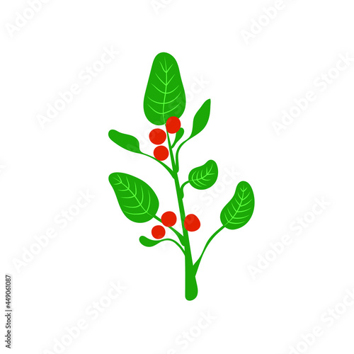 Ashwagandha - Vector illustration, ayurvedic herb, colorful illustrations.
