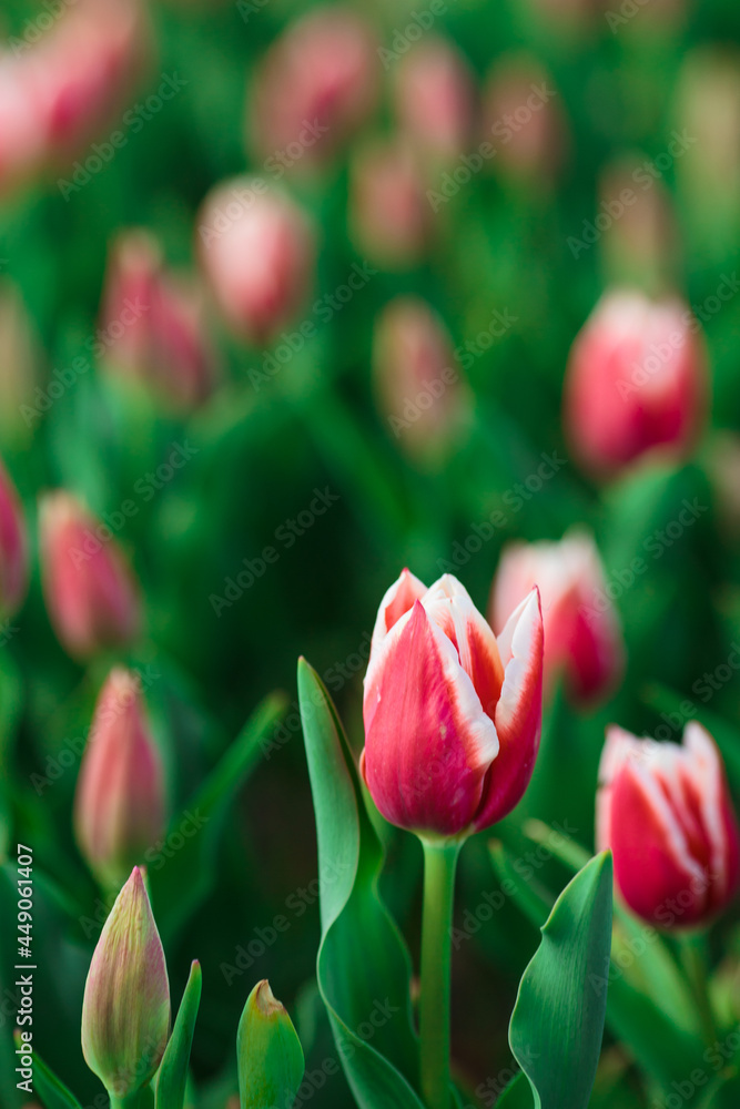 Spring background with pink tulips flowers. beautiful blossom tulips field. spring time. banner, copy space