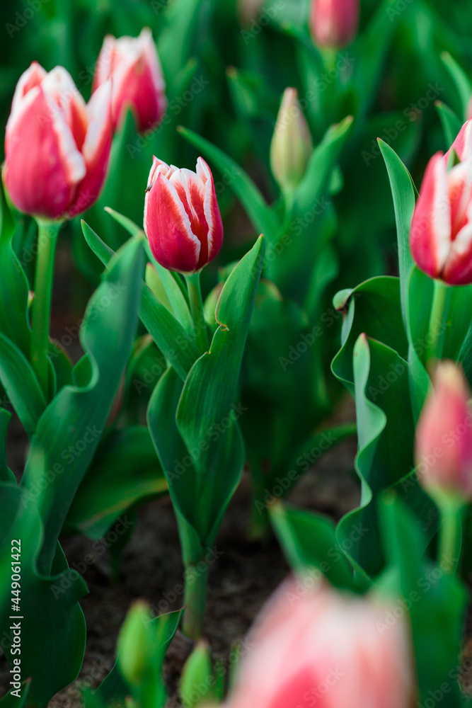 Spring background with pink tulips flowers. beautiful blossom tulips field. spring time. banner, copy space