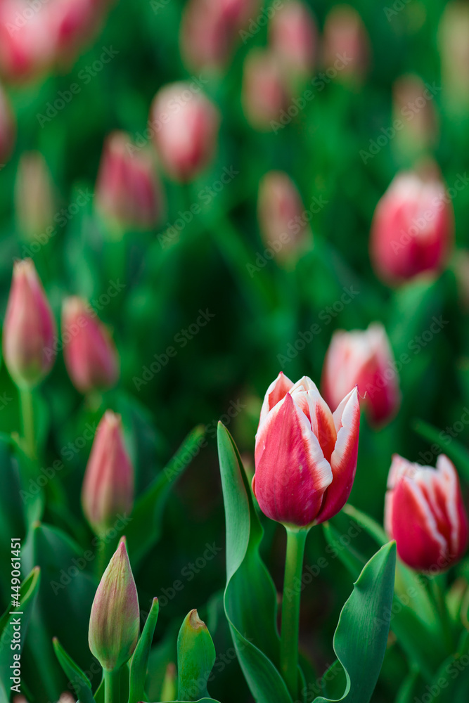 Spring background with pink tulips flowers. beautiful blossom tulips field. spring time. banner, copy space