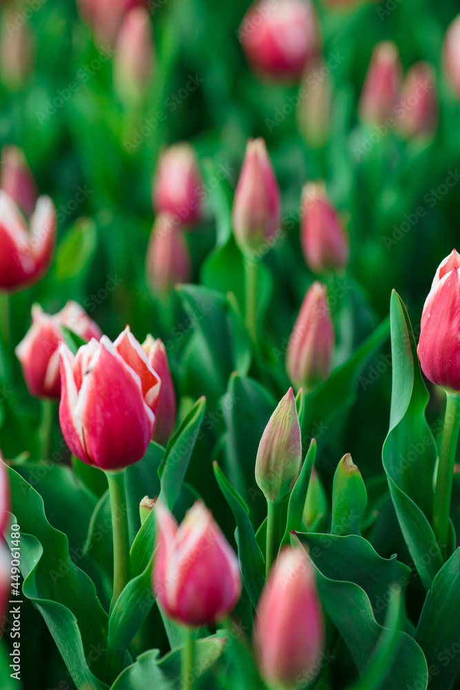 Spring background with pink tulips flowers. beautiful blossom tulips field. spring time. banner, copy space