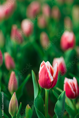 Obraz na płótnie Spring background with pink tulips flowers. beautiful blossom tulips field. spring time. banner, copy space w salonie
