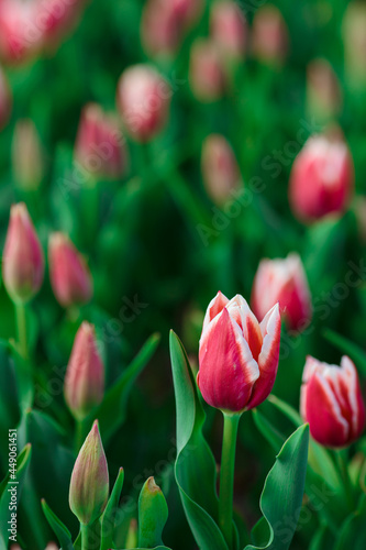Obraz na płótnie Spring background with pink tulips flowers. beautiful blossom tulips field. spring time. banner, copy space w salonie