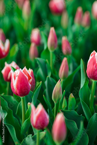 Obraz na płótnie Spring background with pink tulips flowers. beautiful blossom tulips field. spring time. banner, copy space w salonie