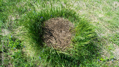 Anthill, Suva Planina (The dry mountain), Serbia