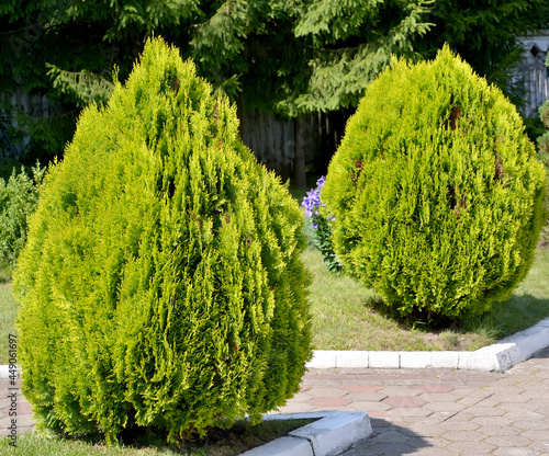 Oriental squid (Eastern thuja), cultivar Aurea Nana (Platycladus orientalis (L.) Franco) grow in the park photo