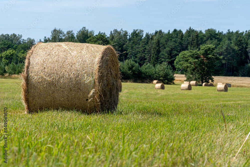 hay meadow with hay rolls or hay bales