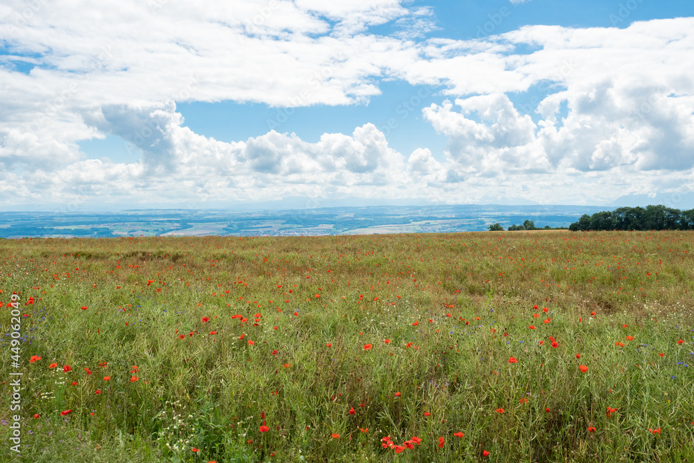 View from the Swiss Jura mountains over a corn field with poppies towards the midland 