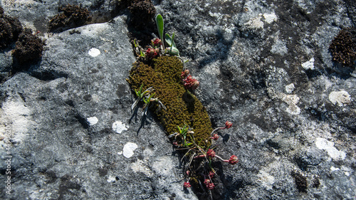 Lichen on the rock, Suva Planina (The dry mountain), Serbia