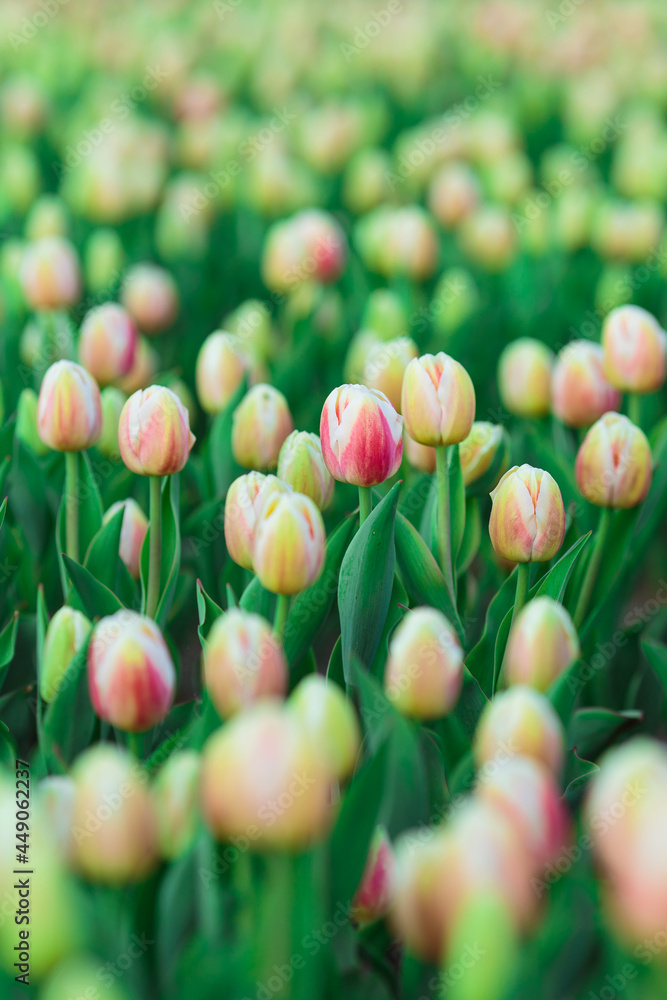 Spring background with yellow tulips flowers. beautiful blossom tulips field. spring time. banner, copy space