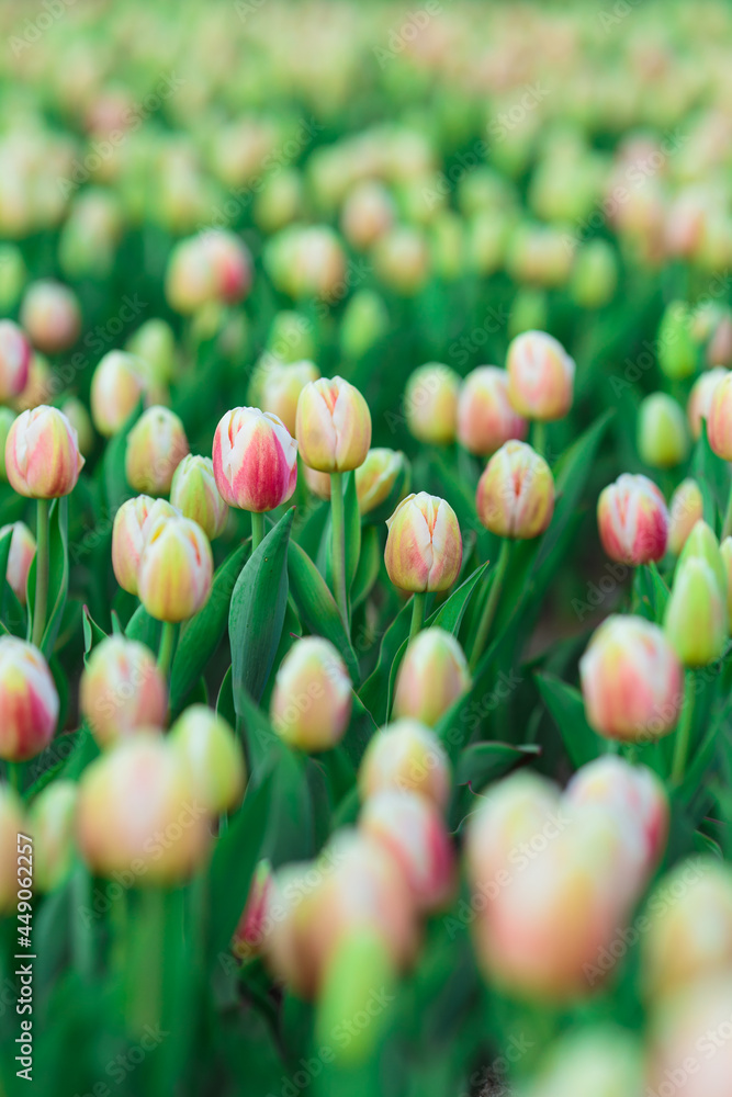 Spring background with yellow tulips flowers. beautiful blossom tulips field. spring time. banner, copy space