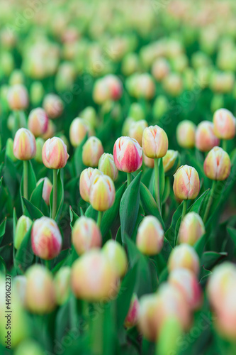 Obraz na płótnie Spring background with yellow tulips flowers. beautiful blossom tulips field. spring time. banner, copy space w salonie