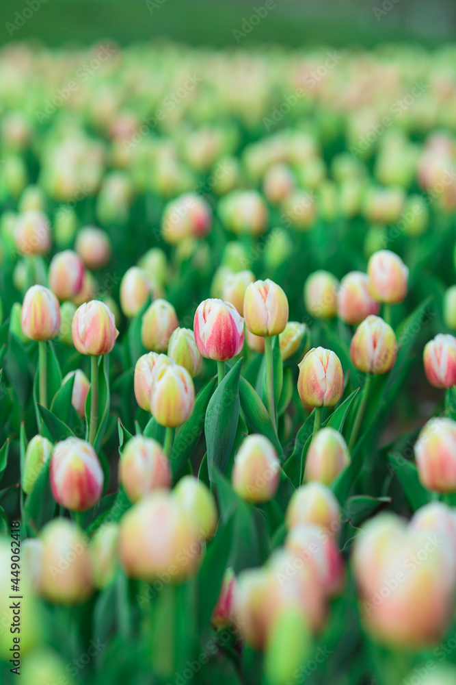 Spring background with yellow tulips flowers. beautiful blossom tulips field. spring time. banner, copy space